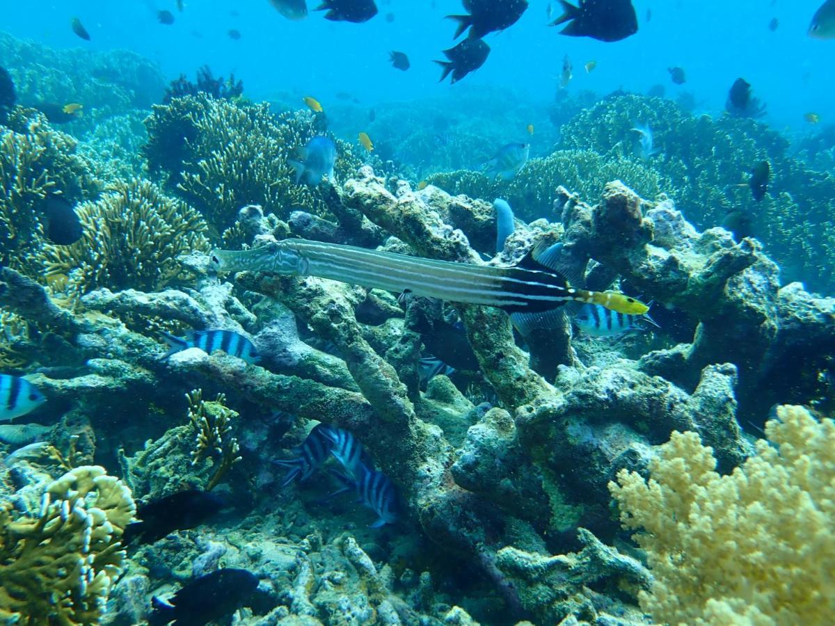 The High Dive Gili Gede By Ultimate Resorts المظهر الخارجي الصورة
