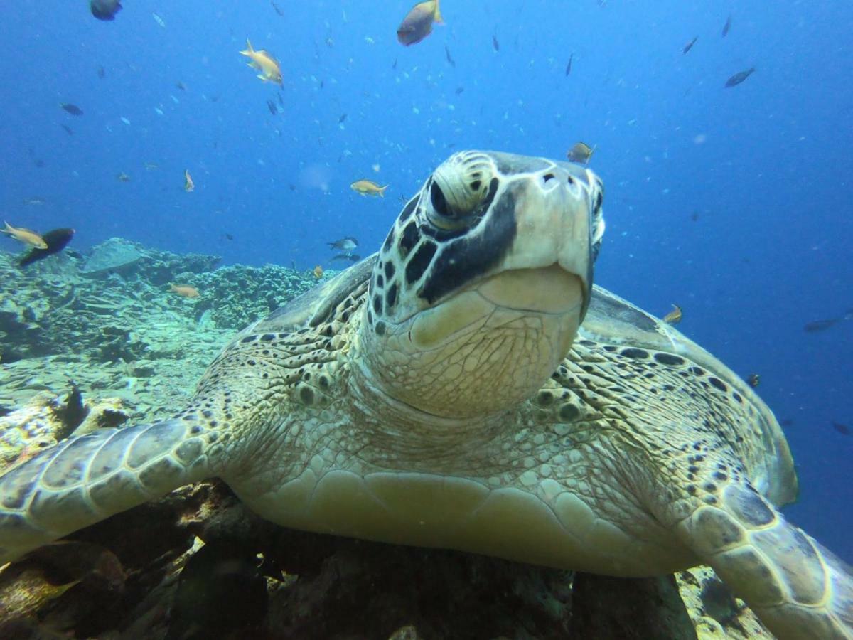 The High Dive Gili Gede By Ultimate Resorts المظهر الخارجي الصورة
